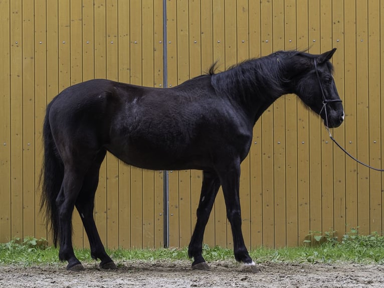Württemberger Jument 7 Ans 162 cm Noir in Bad Schussenried