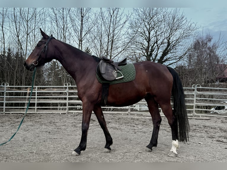 Württemberger Jument 7 Ans 163 cm Bai in Ertingen