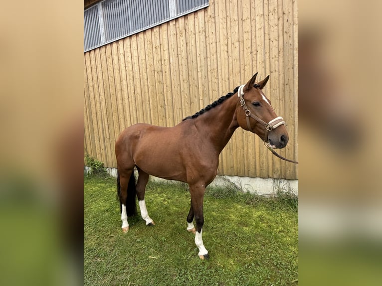 Württemberger Jument 7 Ans 165 cm Bai in V&#xF6;hringen