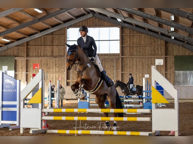 Württemberger Jument 7 Ans 165 cm Bai in V&#xF6;hringen