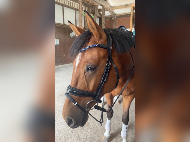 Württemberger Jument 7 Ans 165 cm Bai in V&#xF6;hringen