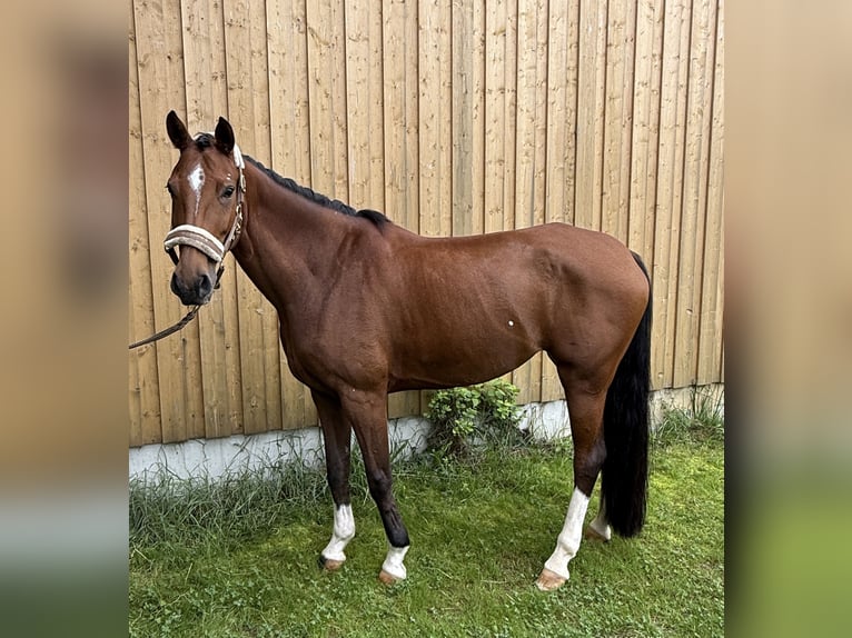 Württemberger Jument 7 Ans 165 cm Bai in V&#xF6;hringen