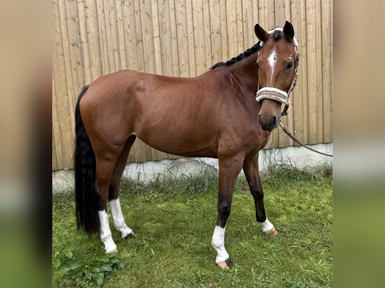 Württemberger Jument 7 Ans 165 cm Bai in V&#xF6;hringen