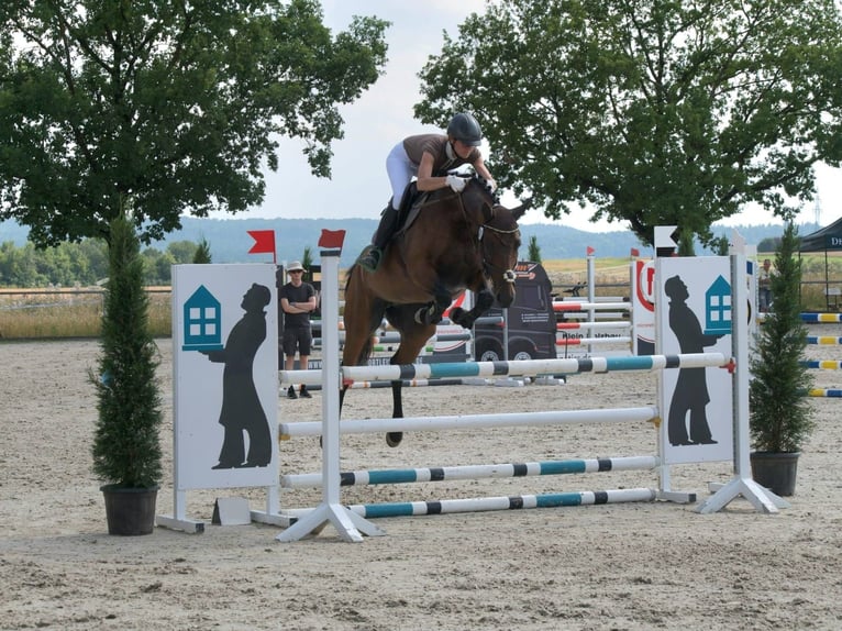 Württemberger Jument 7 Ans 170 cm Bai in Holzgerlingen