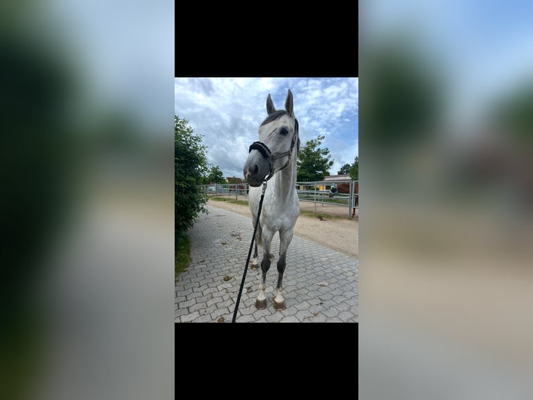 Württemberger Jument 7 Ans 173 cm Gris in Aurach