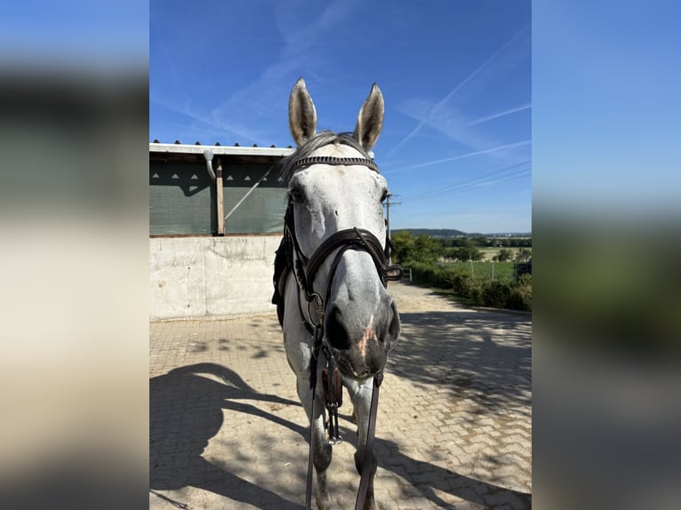 Württemberger Jument 7 Ans 173 cm Gris in Aurach