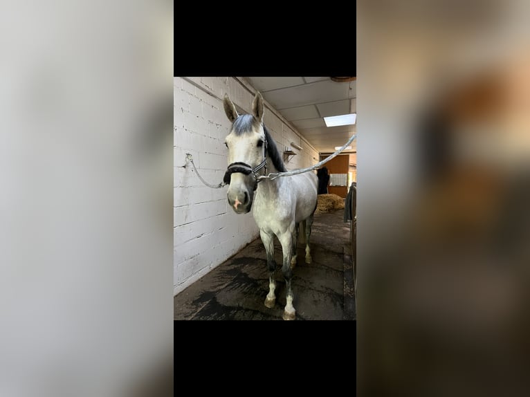 Württemberger Jument 7 Ans 173 cm Gris in Aurach