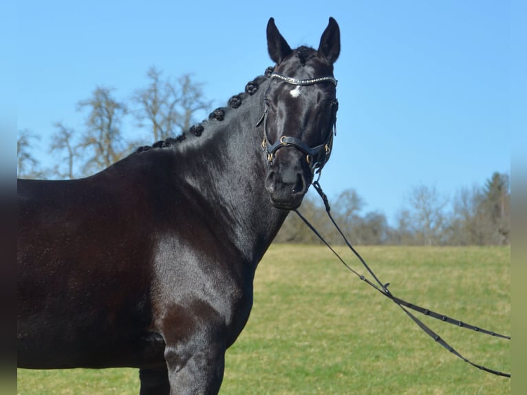 Württemberger Jument 9 Ans 172 cm Noir in Ofterdingen