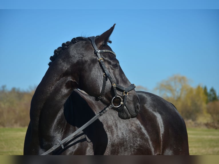 Württemberger Jument 9 Ans 172 cm Noir in Ofterdingen