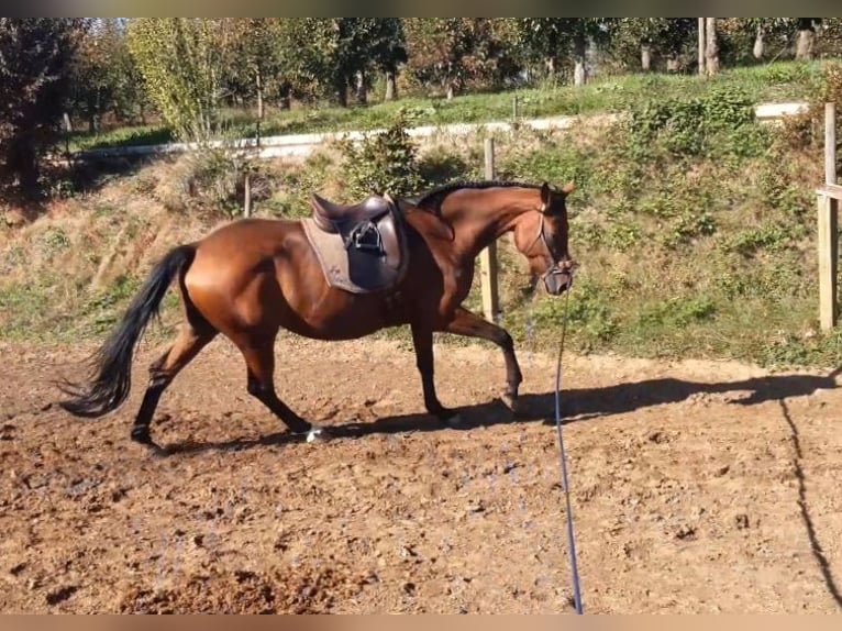 Württemberger Merrie 10 Jaar 176 cm Bruin in Emmendingen