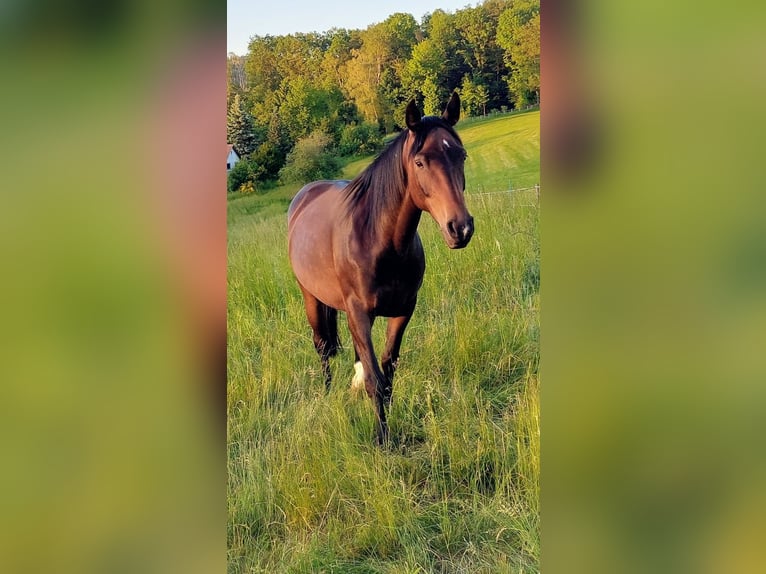 Württemberger Mix Merrie 12 Jaar 155 cm Bruin in Wald-Michelbach