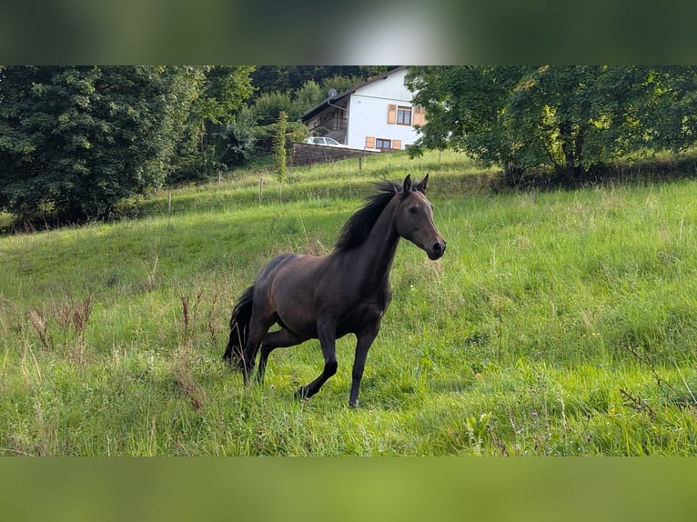 Württemberger Mix Merrie 12 Jaar 155 cm Bruin in Wald-Michelbach