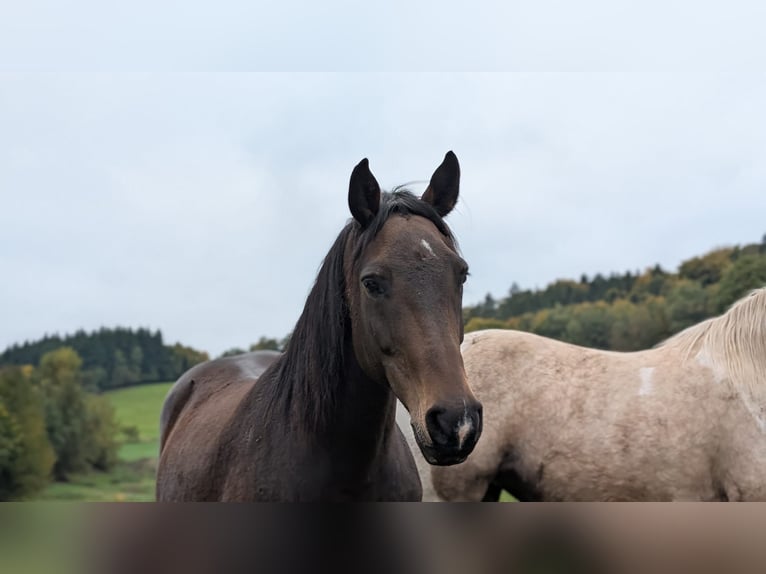 Württemberger Mix Merrie 12 Jaar 155 cm Bruin in Wald-Michelbach