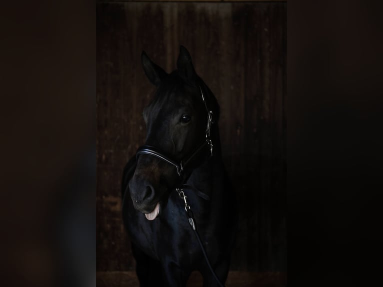 Württemberger Merrie 12 Jaar 168 cm Zwartbruin in Schwendi