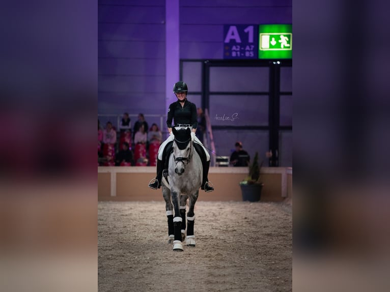 Württemberger Merrie 12 Jaar 170 cm Schimmel in Bad Herrenalb