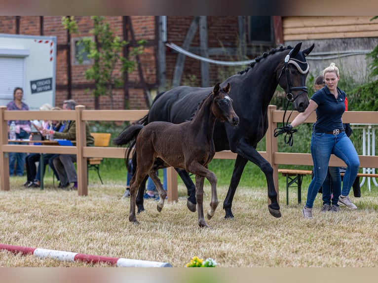 Württemberger Merrie 12 Jaar 172 cm Zwartbruin in Bietigheim-Bissingen