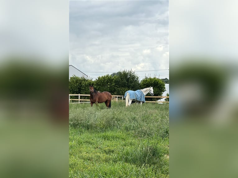 Württemberger Merrie 13 Jaar 168 cm Bruin in Griesheim