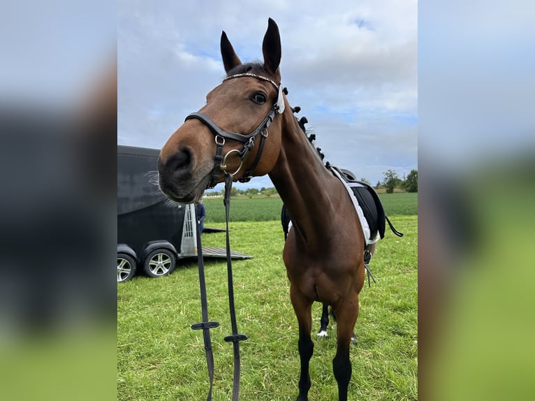 Württemberger Merrie 13 Jaar 168 cm Bruin in Griesheim