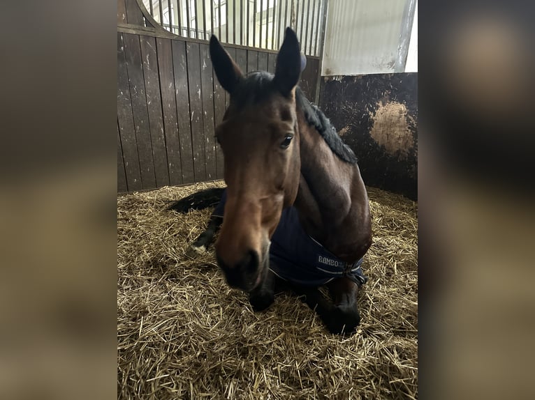 Württemberger Merrie 13 Jaar 168 cm Bruin in Griesheim