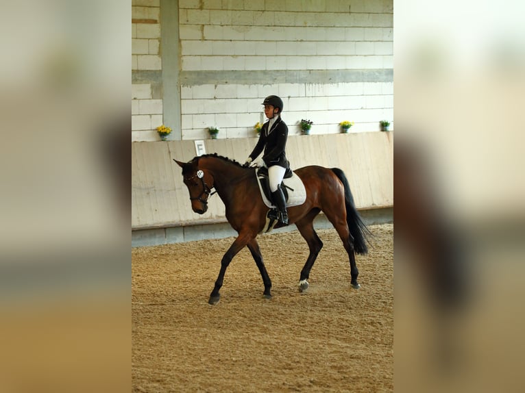 Württemberger Merrie 13 Jaar 168 cm Bruin in Griesheim