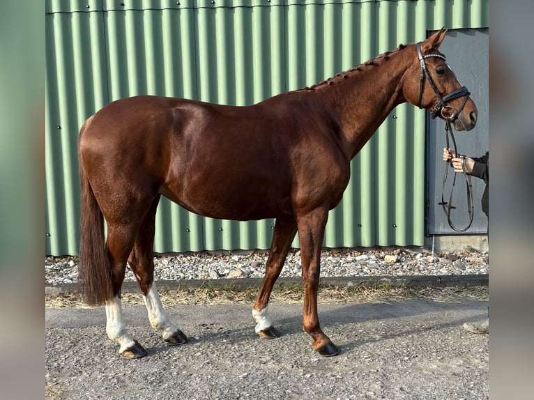 Württemberger Merrie 13 Jaar 168 cm Vos in Niederkassel