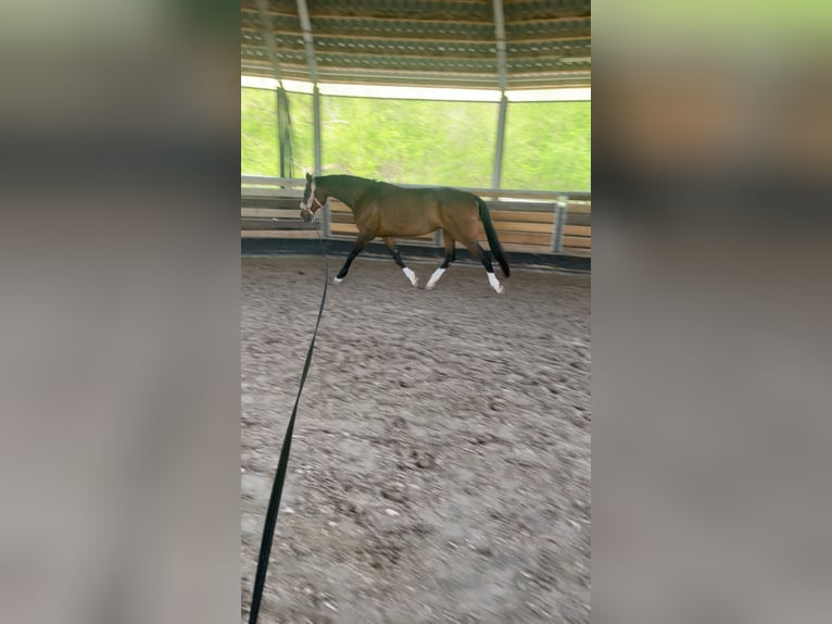 Württemberger Merrie 13 Jaar 172 cm Bruin in Sindelfingen
