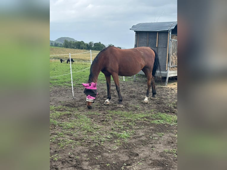 Württemberger Merrie 14 Jaar 165 cm Bruin in Berg