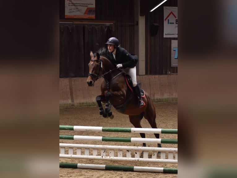 Württemberger Merrie 14 Jaar 165 cm in Fulda