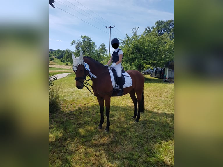 Württemberger Merrie 15 Jaar 160 cm Bruin in Leonberg