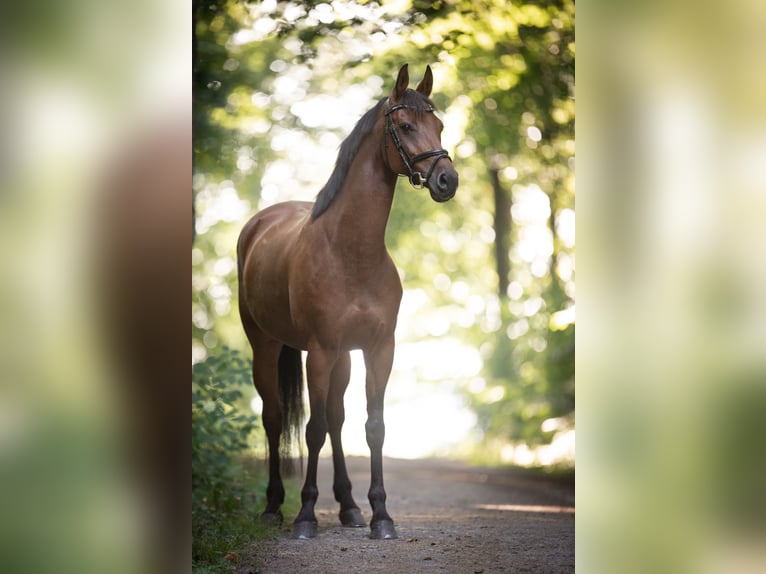 Württemberger Merrie 15 Jaar 160 cm Bruin in Leonberg