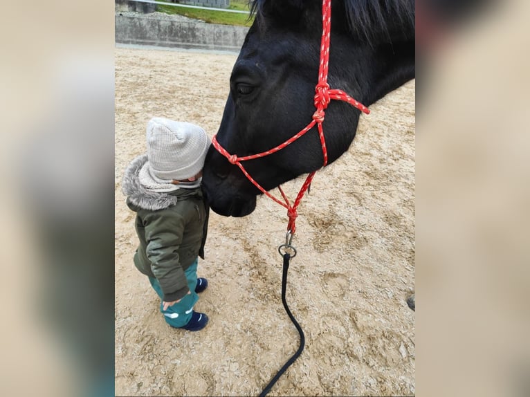 Württemberger Mix Merrie 15 Jaar 162 cm Zwartbruin in Siblingen