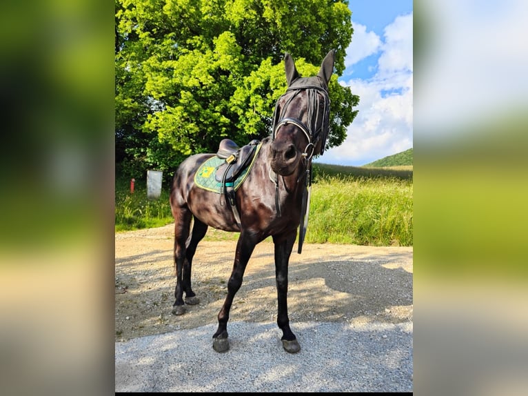 Württemberger Mix Merrie 15 Jaar 162 cm Zwartbruin in Siblingen