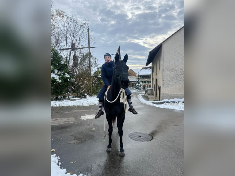 Württemberger Mix Merrie 15 Jaar 162 cm Zwartbruin in Siblingen