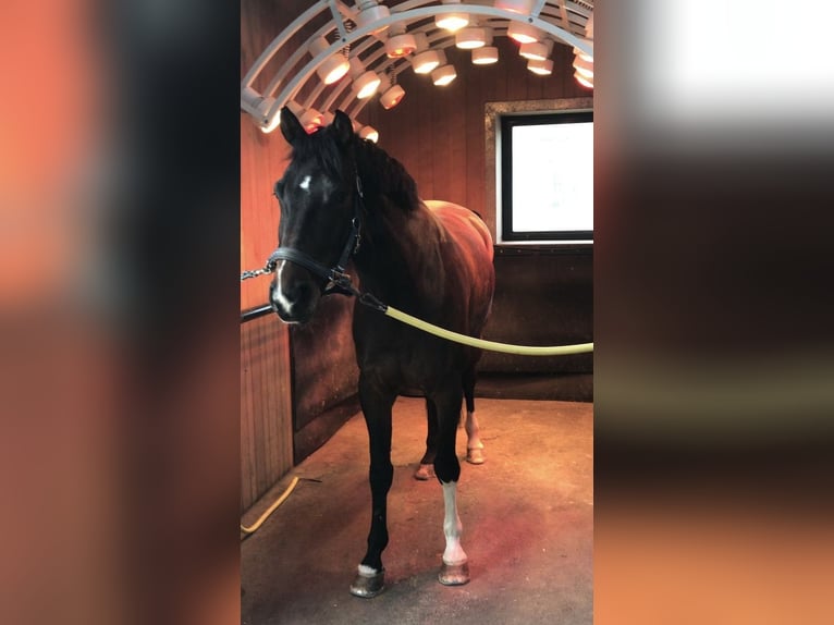 Württemberger Merrie 15 Jaar 165 cm Donkerbruin in Winnenden