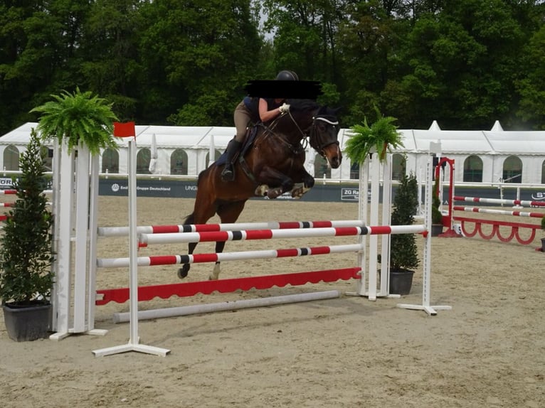 Württemberger Merrie 15 Jaar 165 cm Donkerbruin in Winnenden