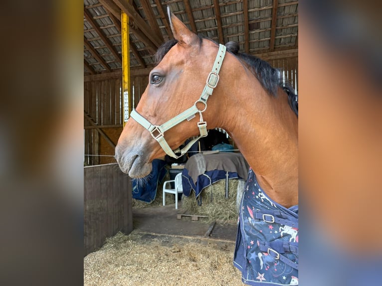 Württemberger Merrie 15 Jaar 165 cm in Berg