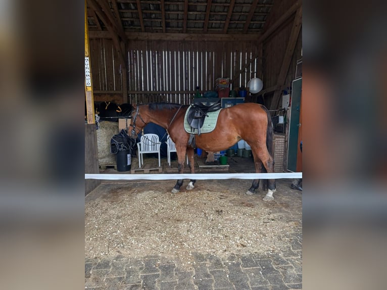 Württemberger Merrie 15 Jaar 165 cm in Berg