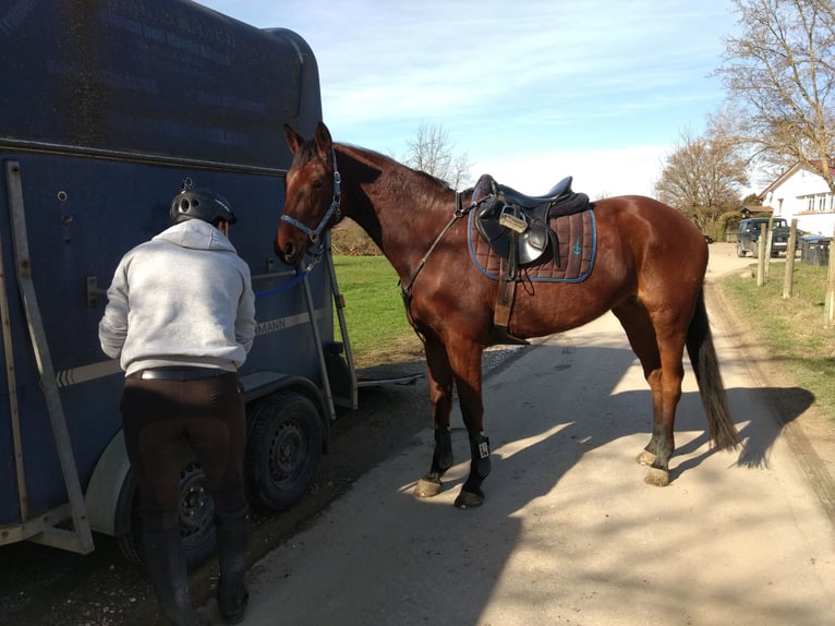 Württemberger Merrie 15 Jaar 166 cm Bruin in Aichtal