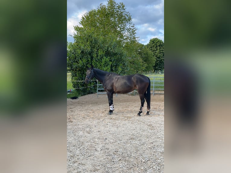 Württemberger Merrie 15 Jaar 167 cm Zwartbruin in Marbach am Neckar