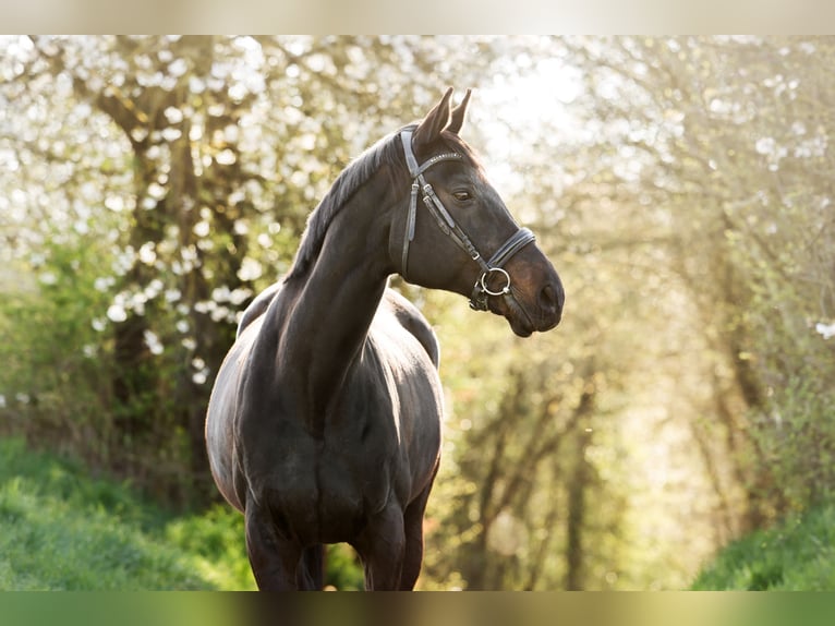 Württemberger Merrie 15 Jaar 167 cm Zwartbruin in Marbach am Neckar