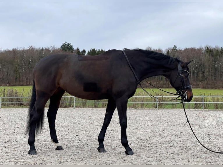 Württemberger Merrie 15 Jaar 168 cm Zwartbruin in Bad Schussenried