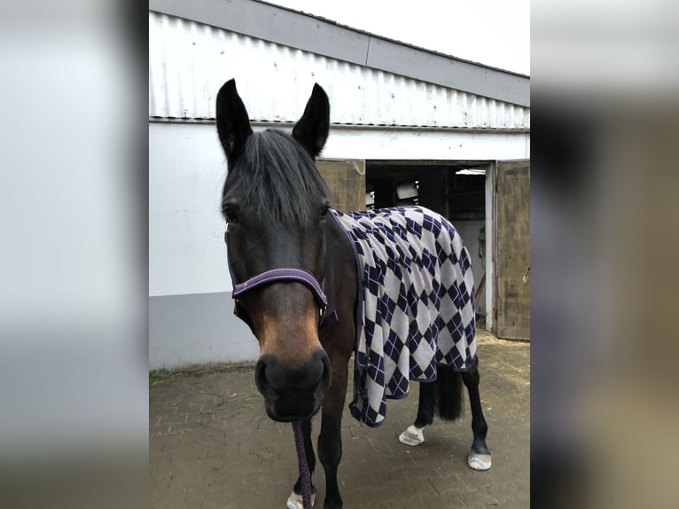 Württemberger Merrie 16 Jaar 168 cm Donkerbruin in Erzhausen