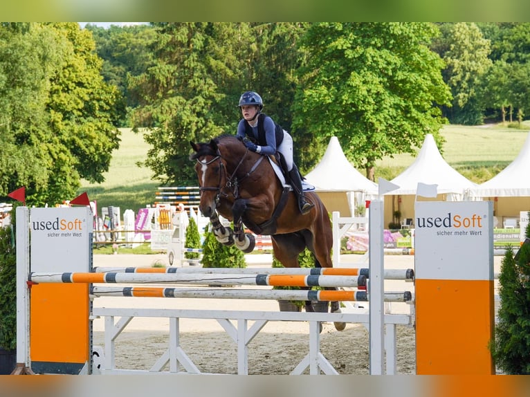 Württemberger Merrie 16 Jaar 176 cm Bruin in Fr&#xF6;ndenberg