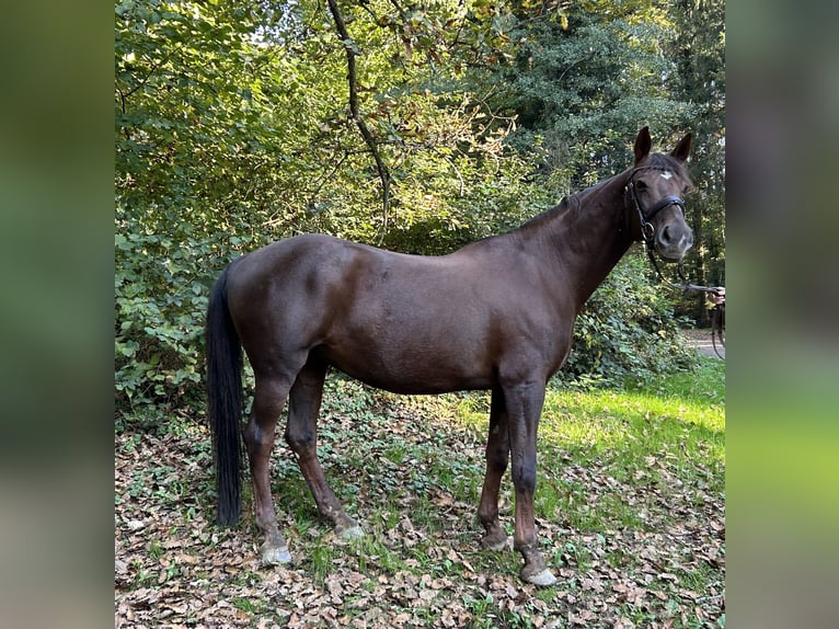 Württemberger Merrie 17 Jaar 162 cm Donkere-vos in Lahr/Schwarzwald