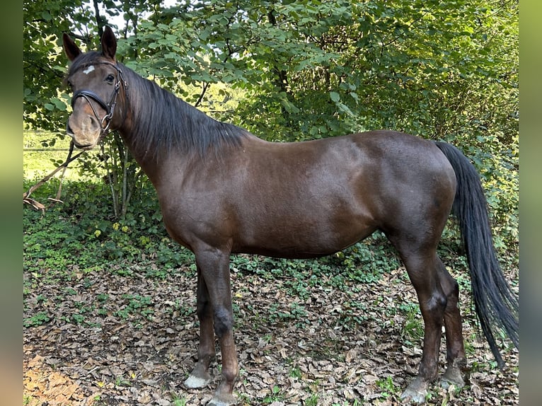 Württemberger Merrie 17 Jaar 162 cm Donkere-vos in Lahr/Schwarzwald