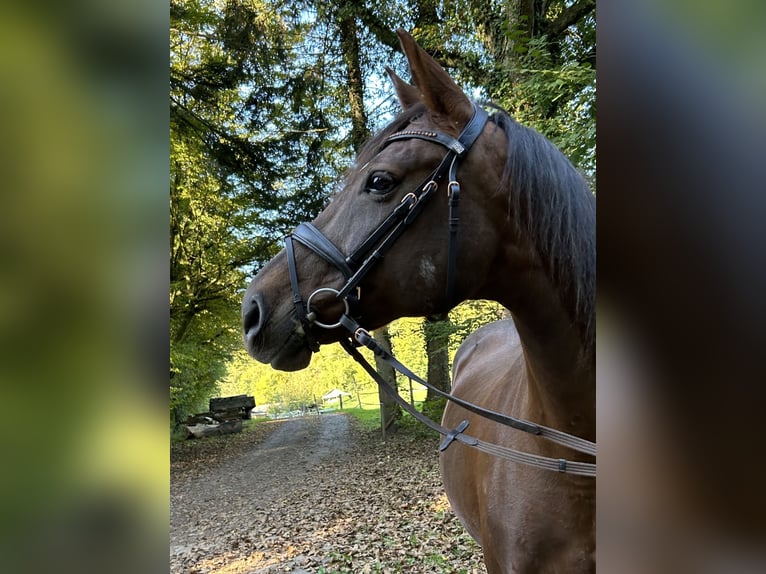 Württemberger Merrie 17 Jaar 162 cm Donkere-vos in Lahr/Schwarzwald
