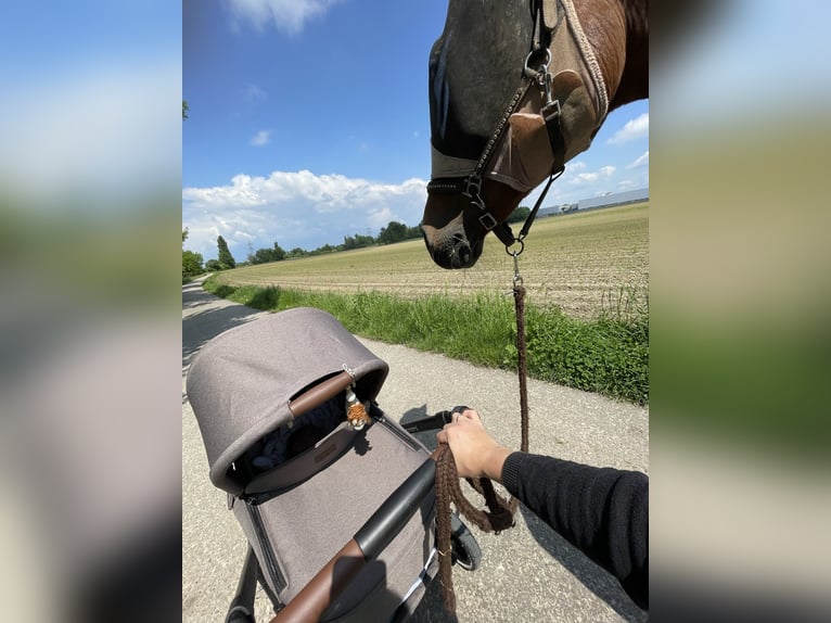 Württemberger Merrie 17 Jaar 165 cm Bruin in Friesenheim