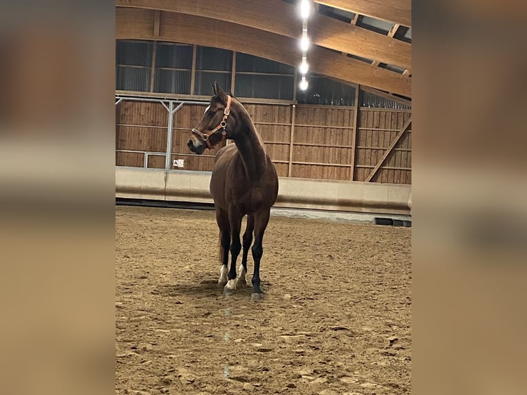 Württemberger Merrie 18 Jaar 162 cm Bruin in D&#xF6;rzbach