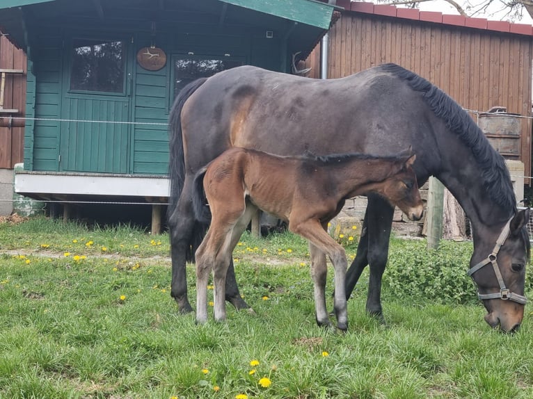 Württemberger Merrie 18 Jaar 164 cm Donkerbruin in B&#xFC;hlerzell