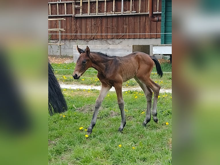 Württemberger Merrie 18 Jaar 164 cm Donkerbruin in B&#xFC;hlerzell
